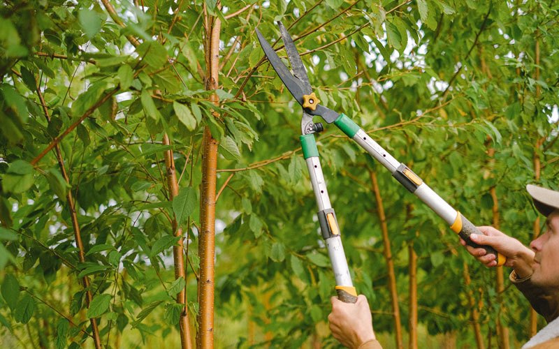Tree trimming in Simmesport, LA